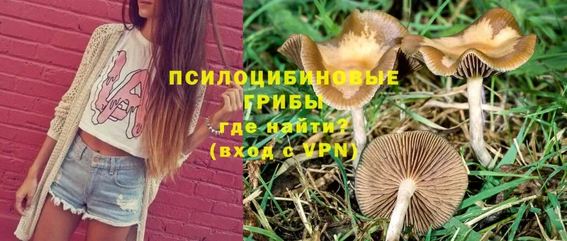 Псилоцибиновые грибы Magic Shrooms  shop как зайти  Венёв 